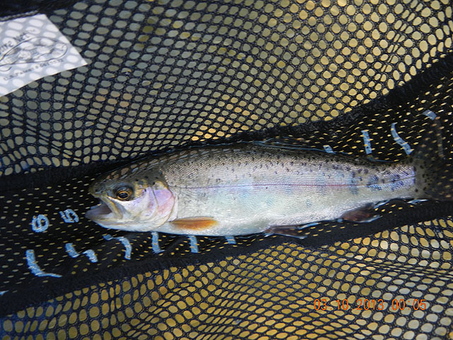 march 10th yellow breeches 007.jpg - Then Gary got the first and only Rainbow.                               